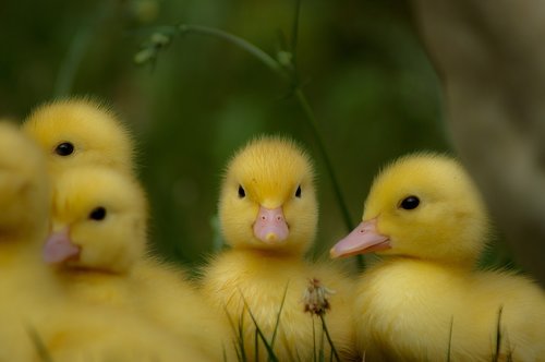 ducks  chicks  yellow