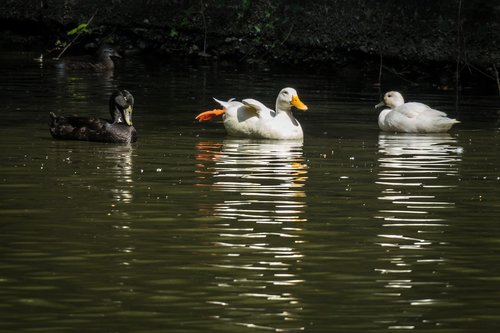 ducks  pond  swim