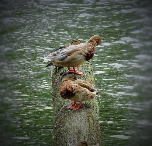 ducks  trunk  water