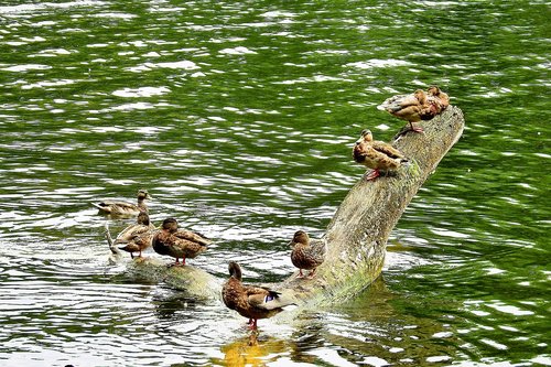 ducks  konar  lake