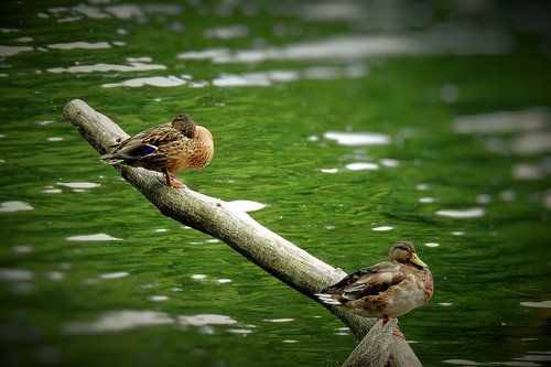 ducks  lake  birds