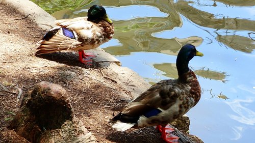 ducks  pond  plumage