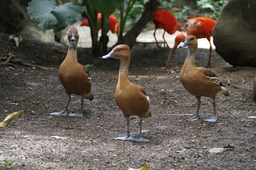 ducks  group  animals