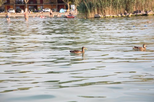 ducks  swimming ducks  lake