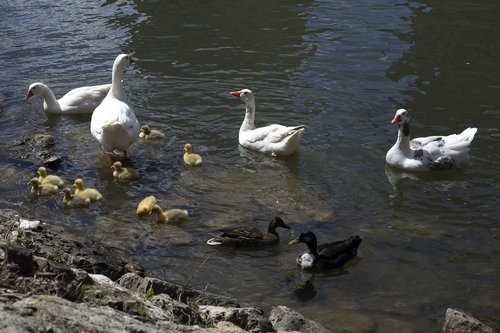 ducks  litter  river