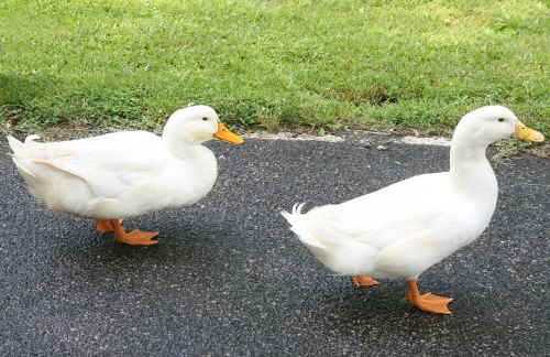 ducks walking farm