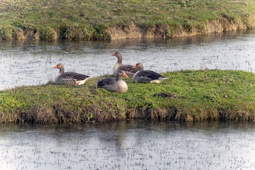 ducks  nature  animal