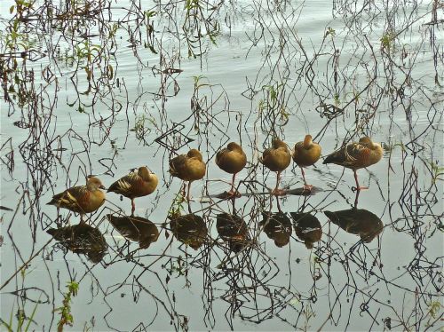 ducks birds line
