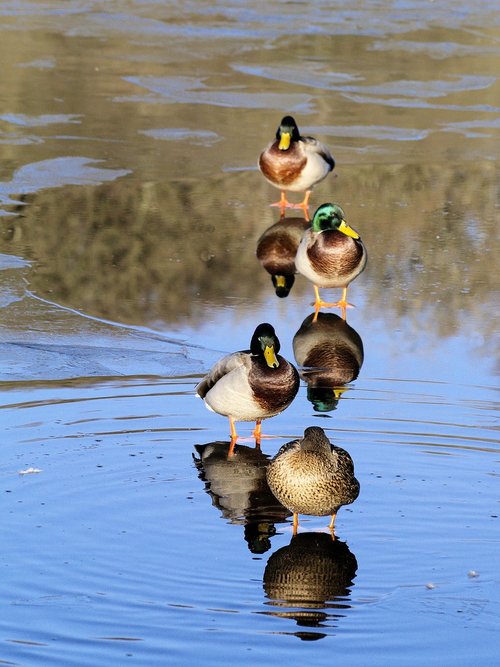 ducks  ice  water