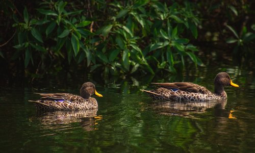 ducks  water  bird