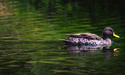 ducks  water  bird