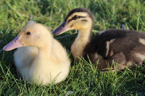 ducks  spring  grass