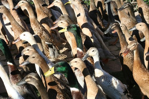 ducks  crowd  fowl