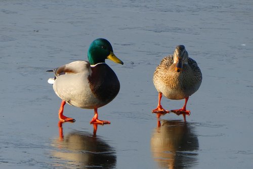 ducks  pair  male and female