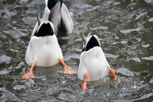 ducks  pond  diving