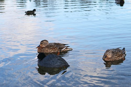 ducks  duck  floating