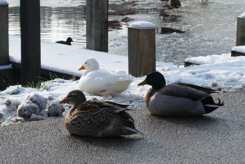 ducks  ditch  cold