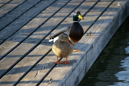 ducks  lake  water