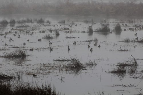 ducks  geese  fog
