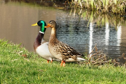 ducks  pair  ditch