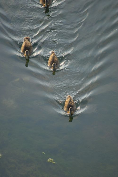 ducks water nature