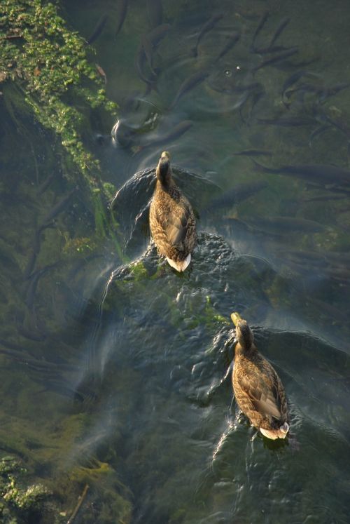 ducks swimming water