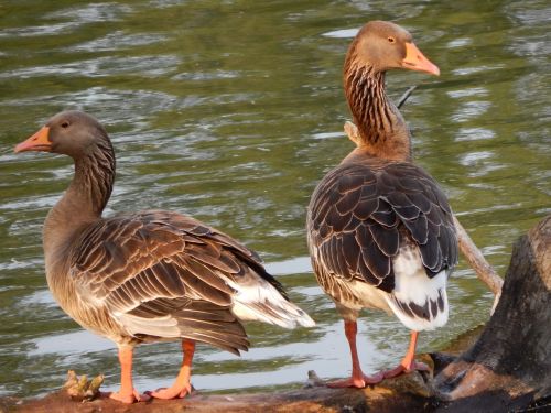 ducks geese wild birds