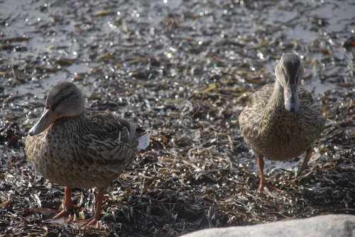 ducks  stones  beach