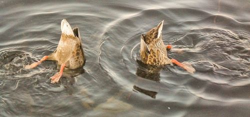 ducks rump waterfowl