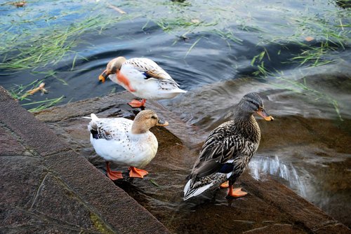 ducks  nature  animals