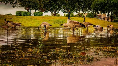 ducks  park  water