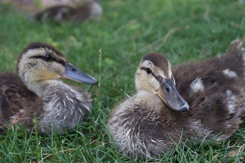 ducks  siblings  ducklings
