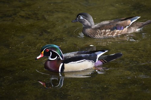 ducks  water  pond