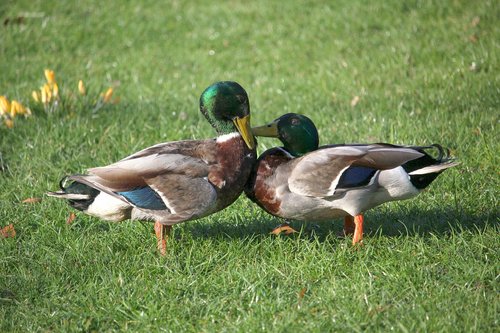 ducks  argue  fight