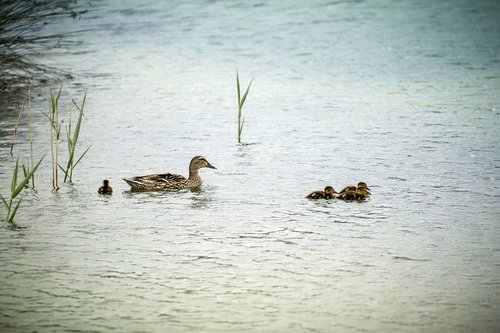 ducks  laguna  duck