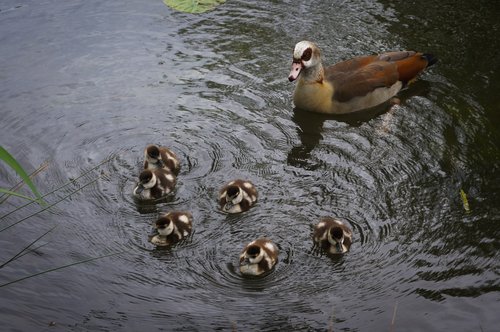 ducks  family  lake
