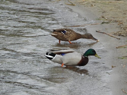 ducks  lake  beach