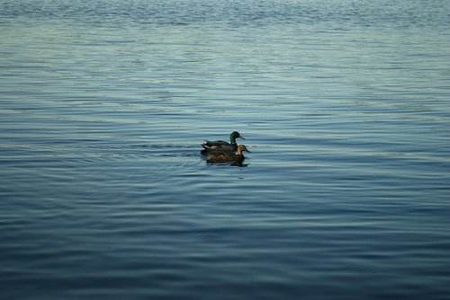 ducks  water  duck