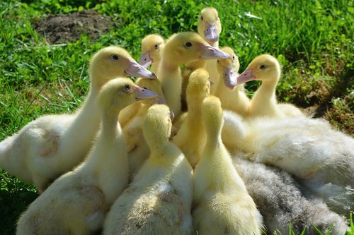 ducks  young  village