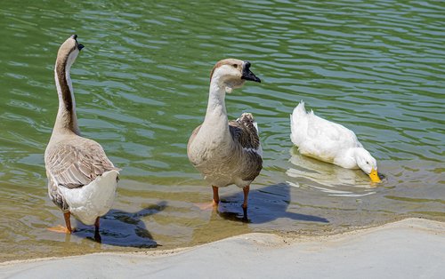 ducks  pond  bird