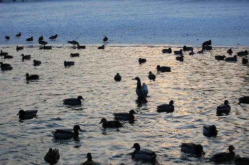 ducks water lake