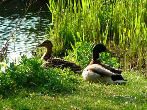 ducks animals birds