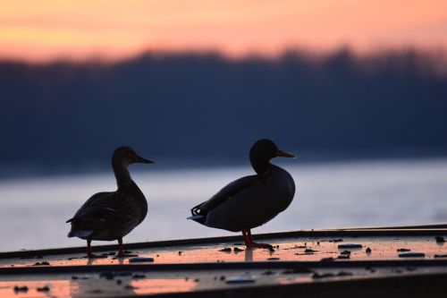 ducks afterglow sunset