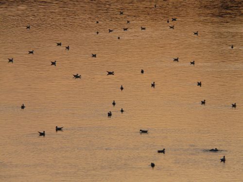 ducks river abendstimmung