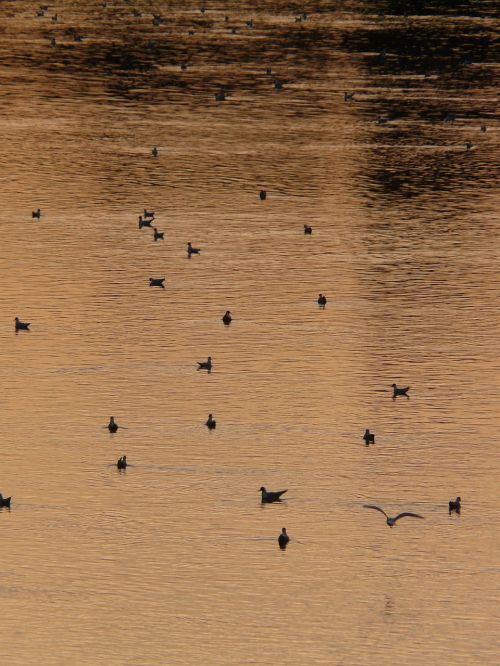 ducks river abendstimmung