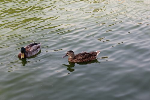 ducks lake zoo