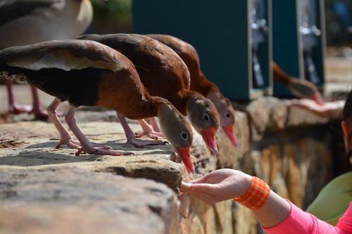 ducks feeding birds