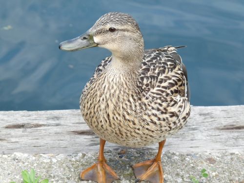 ducks lake ave