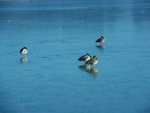 ducks lake winter