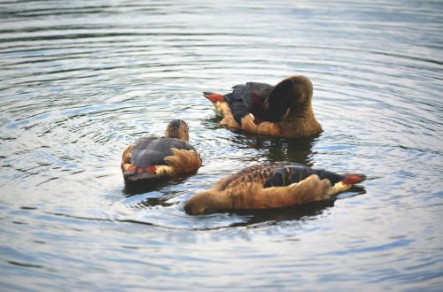 ducks bird pond